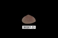 藏品(抱蛤)的圖片